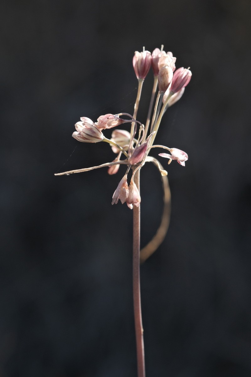 Allium tardans photo 3