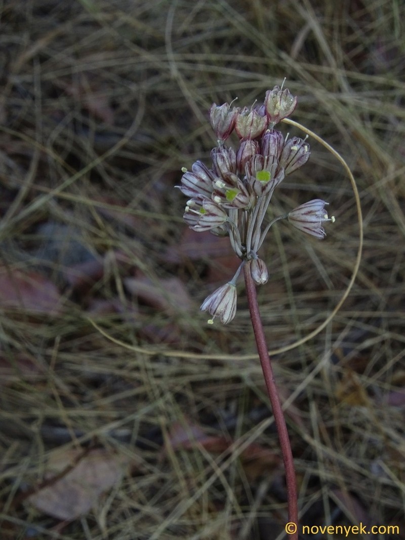 Allium tardans photo 4