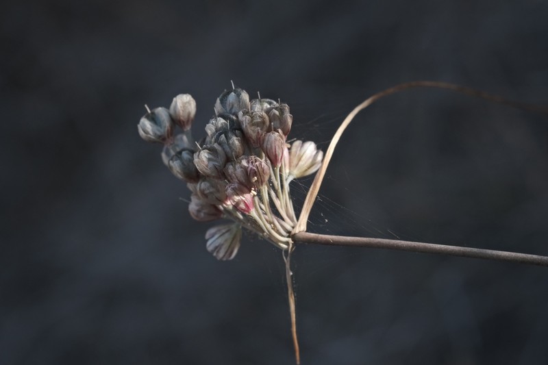 Allium tardans photo 5