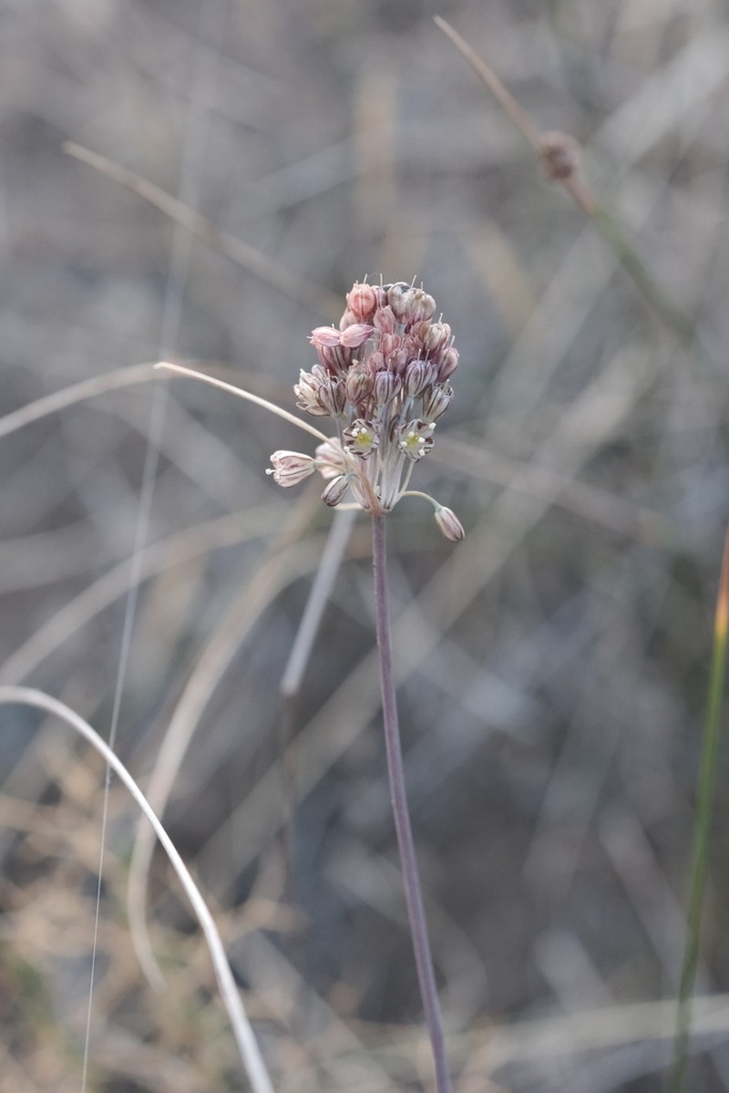 Allium tardans photo 6