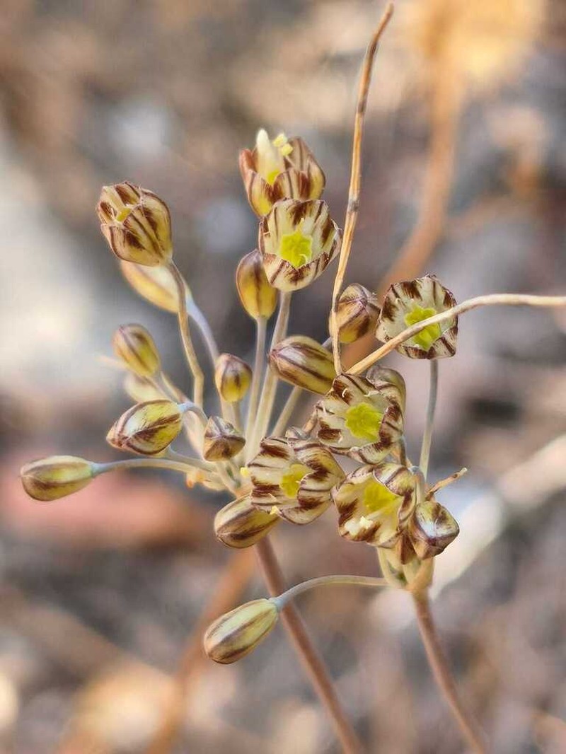Allium tardans photo 7