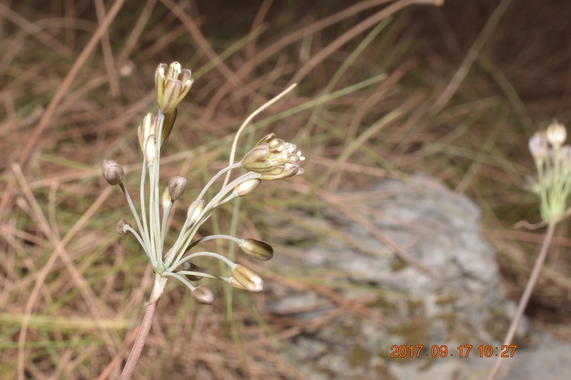 Allium tardans photo 8