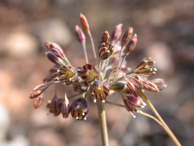 Allium tardiflorum