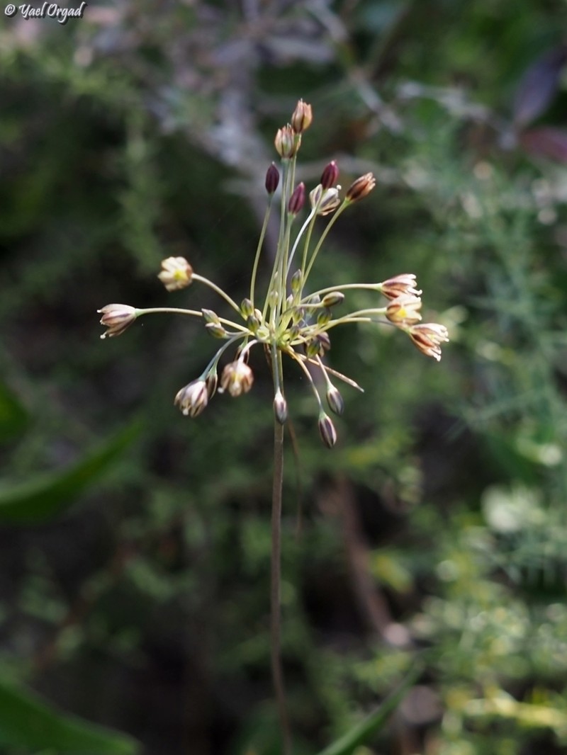 Allium tardiflorum photo 2