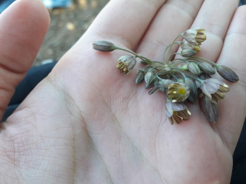 Allium tardiflorum photo 3