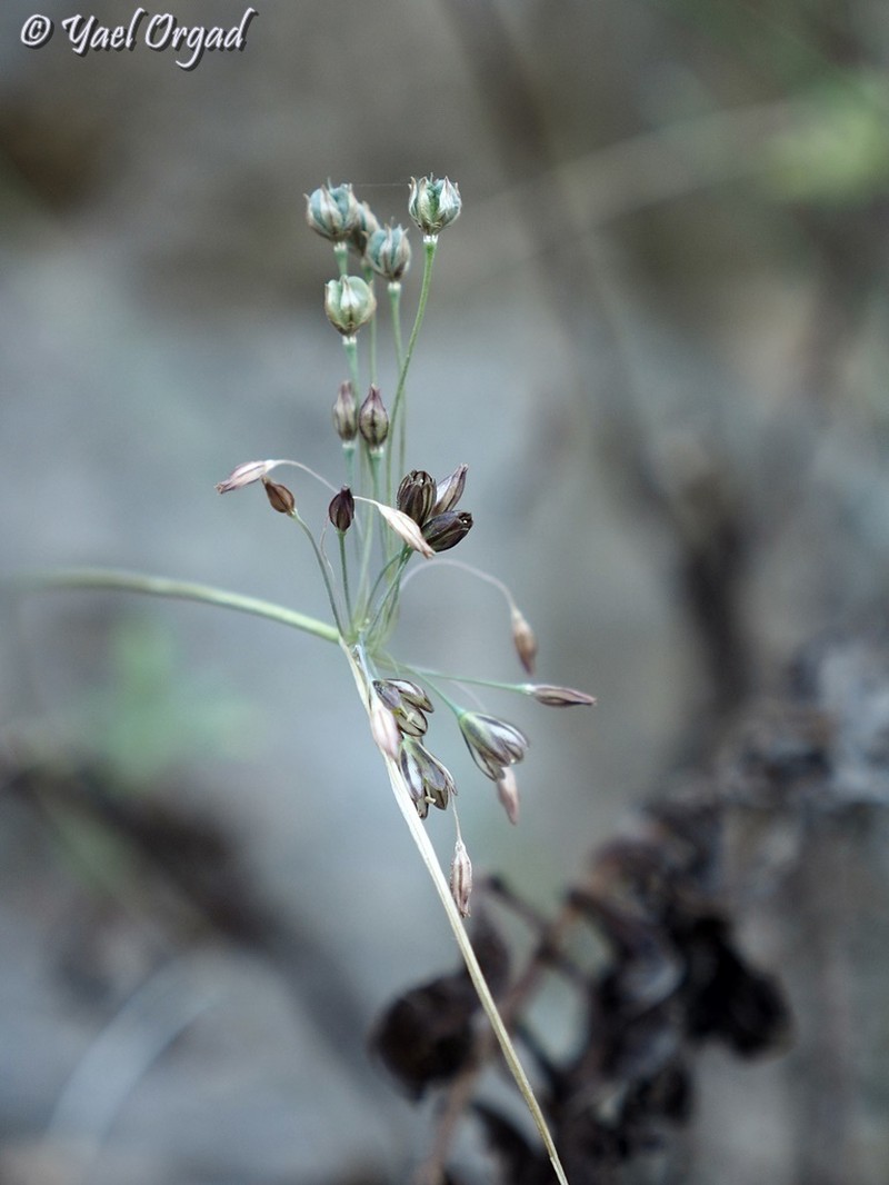 Allium tardiflorum photo 4