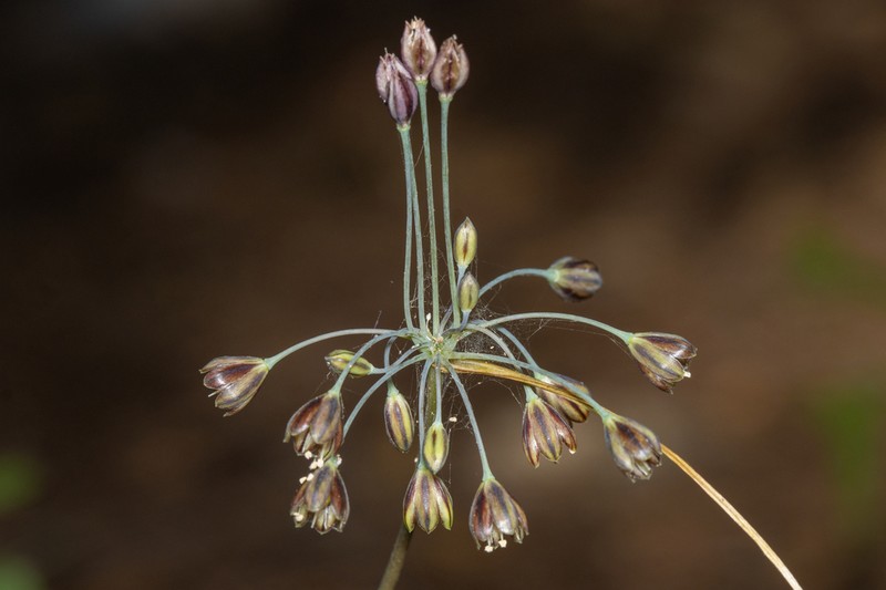 Allium tardiflorum photo 5