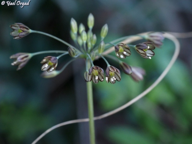 Allium tardiflorum photo 6