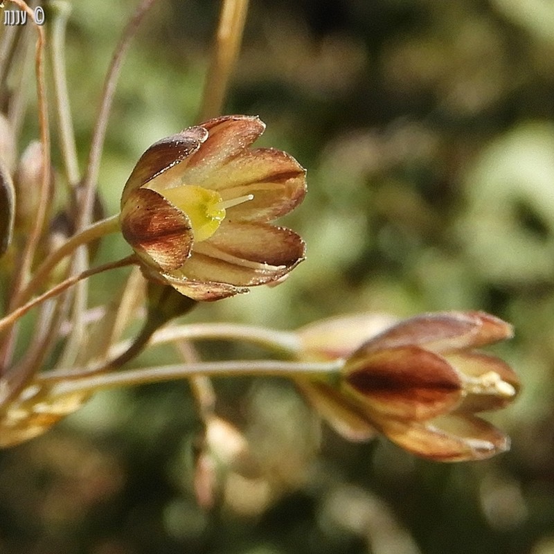 Allium tardiflorum photo 7