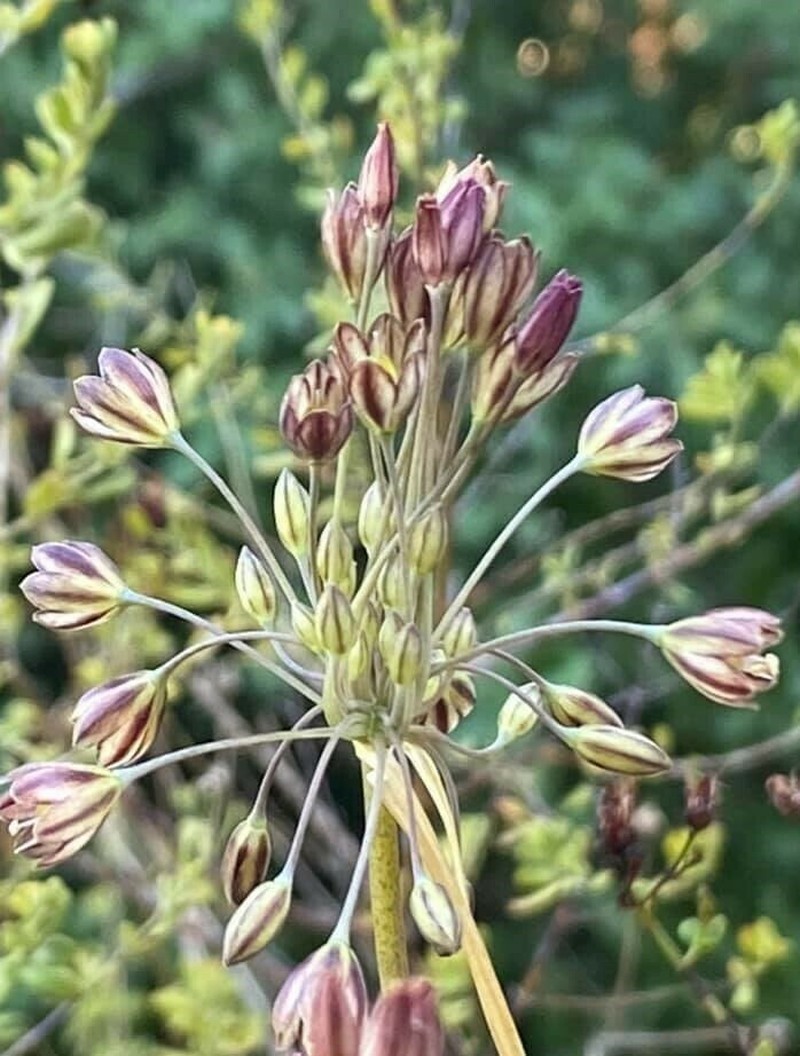 Allium tardiflorum photo 8