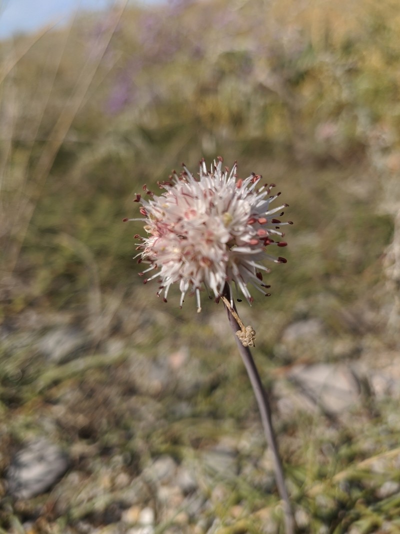 Allium tarkhankuticum photo 2
