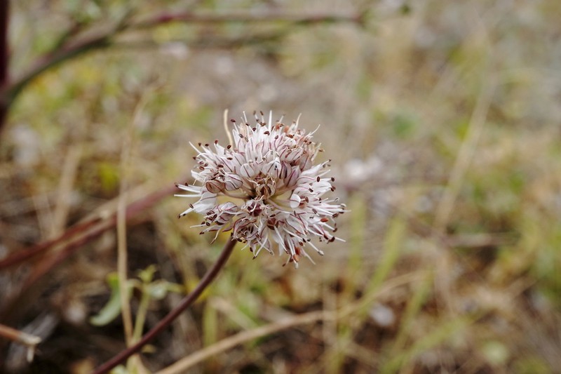 Allium tarkhankuticum photo 3