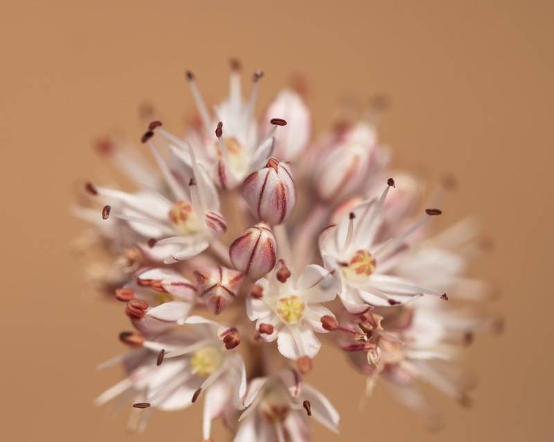 Allium tarkhankuticum photo 8