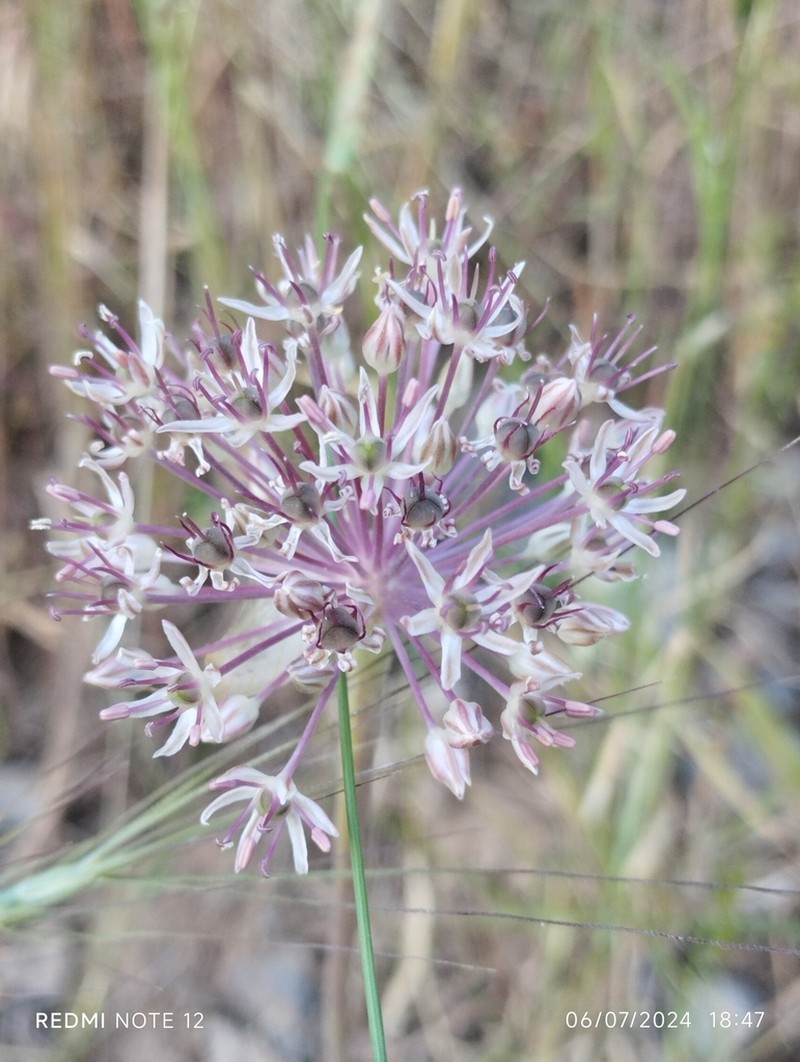 Allium taschkenticum