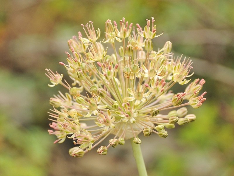 Allium taschkenticum photo 2
