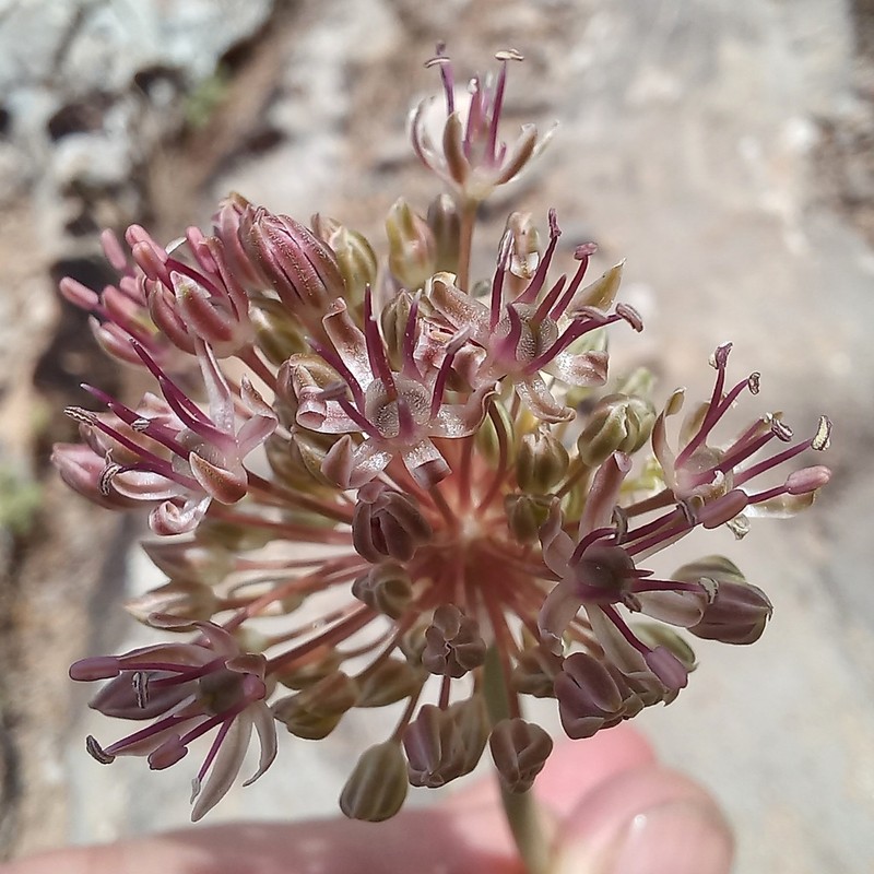 Allium taschkenticum photo 3