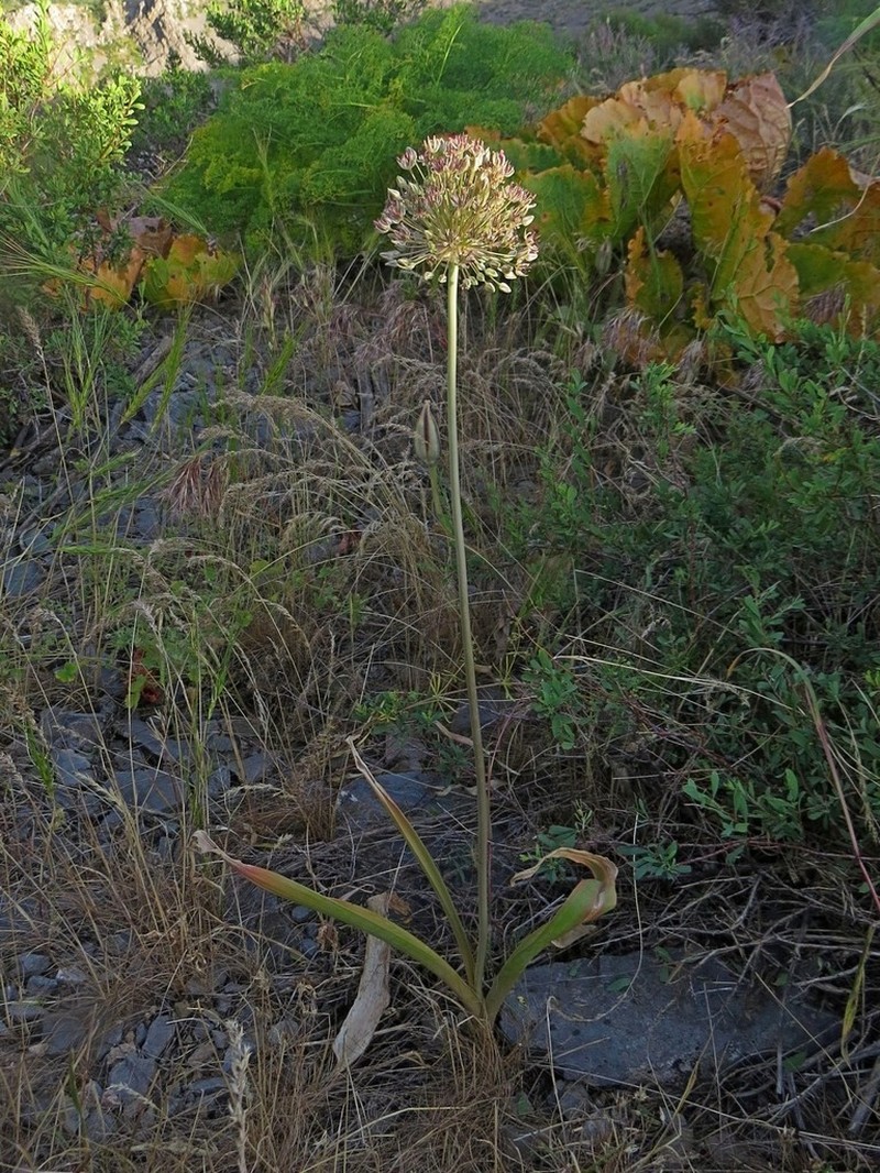 Allium taschkenticum photo 4