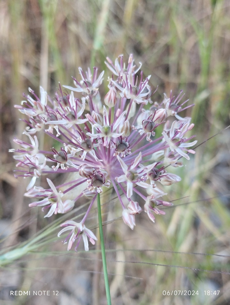 Allium taschkenticum photo 6