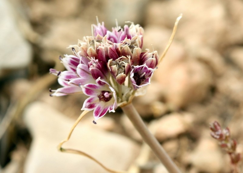 Allium tauricola