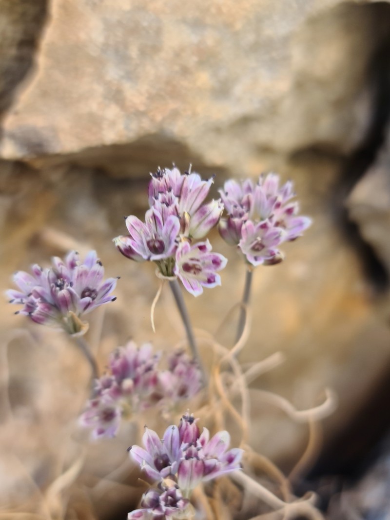 Allium tauricola photo 3