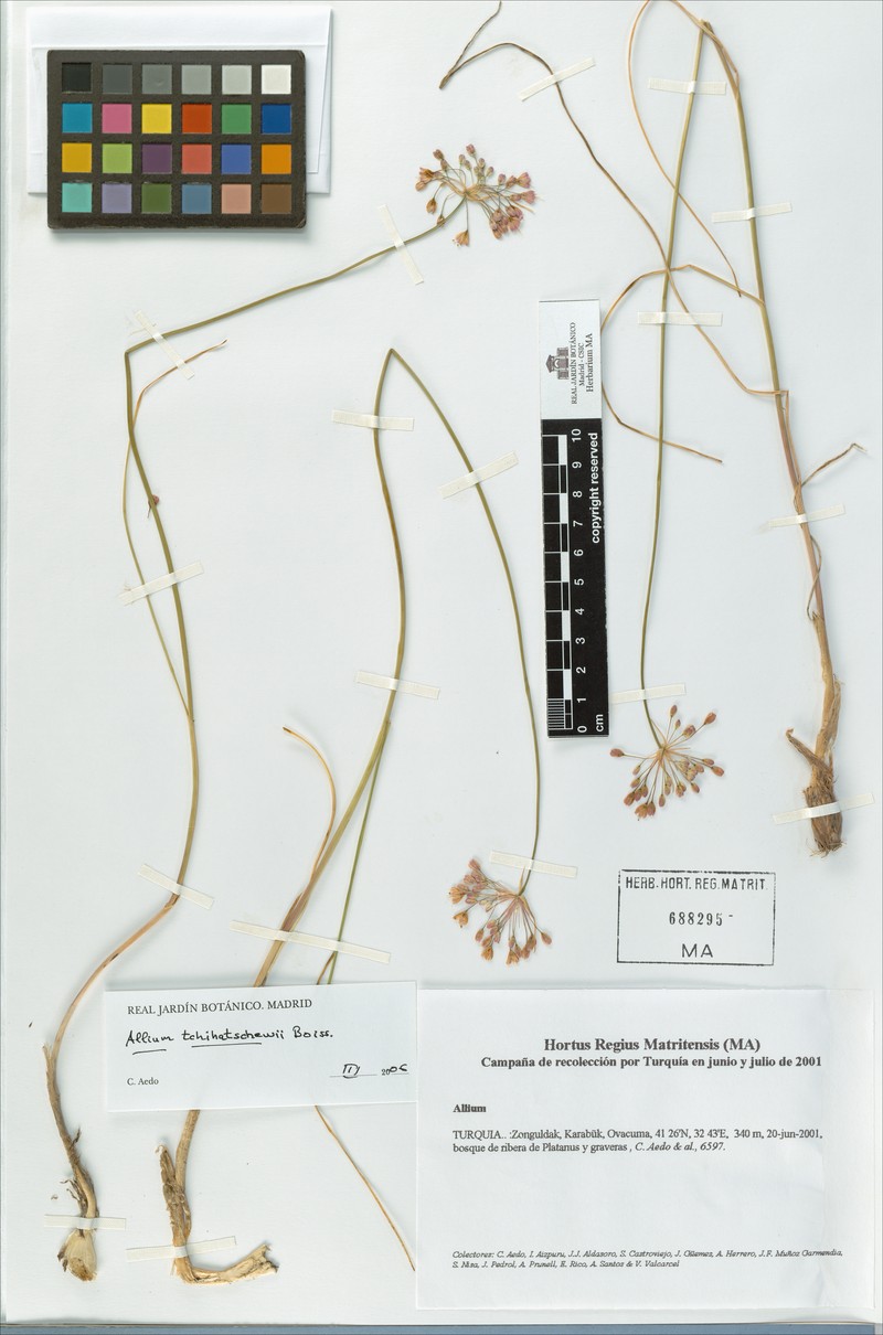 Allium tchihatschewii photo 2