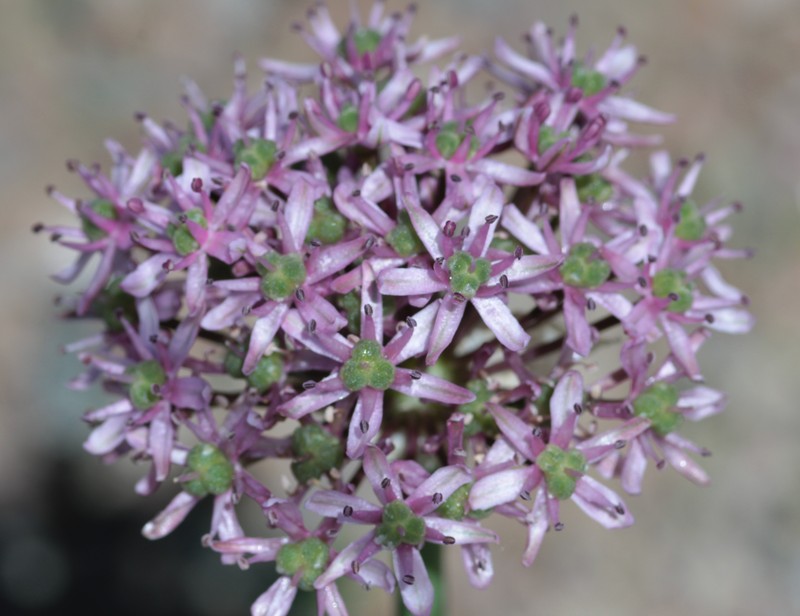 Allium tel-avivense