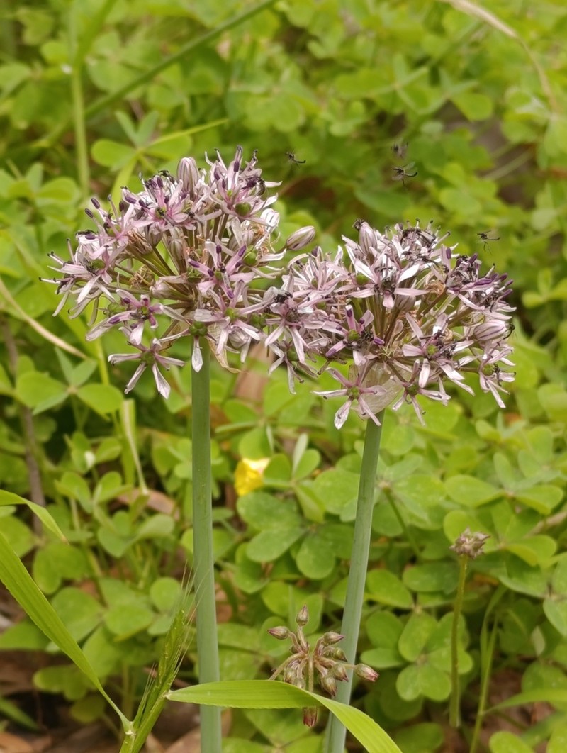 Allium tel-avivense photo 3