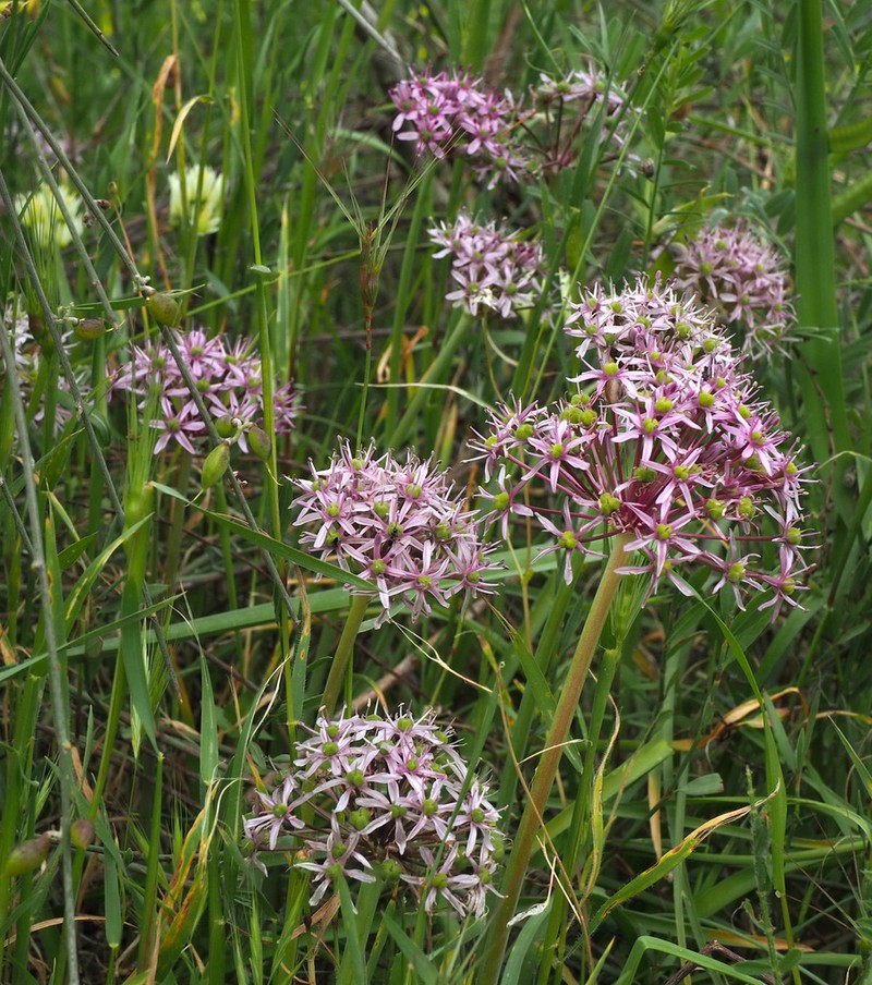 Allium tel-avivense photo 4