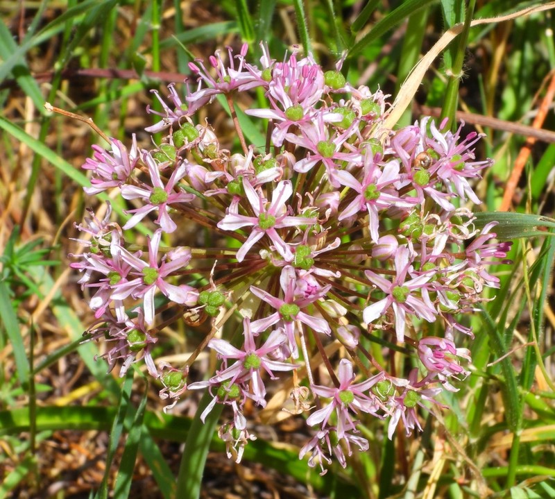 Allium tel-avivense photo 5