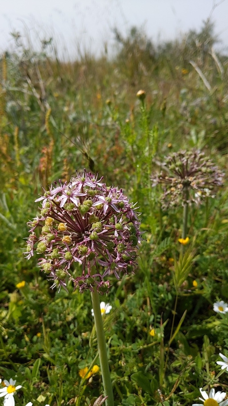 Allium tel-avivense photo 6