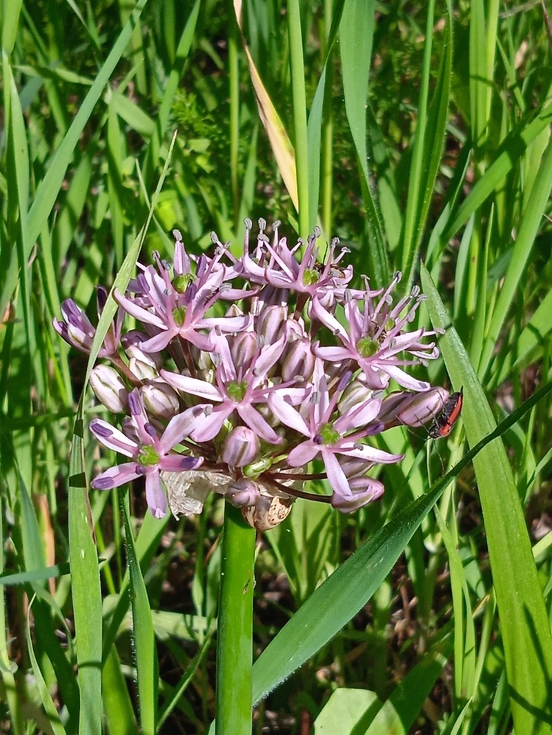 Allium tel-avivense photo 7