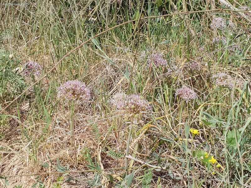 Allium tel-avivense photo 8