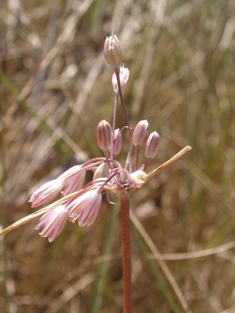 Allium telmatum