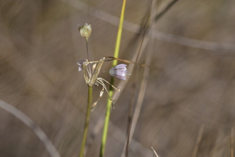 Allium telmatum photo 2