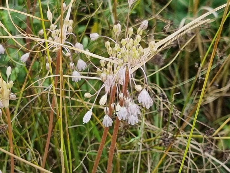Allium telmatum photo 3