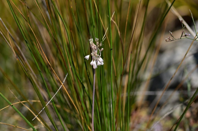 Allium telmatum photo 4