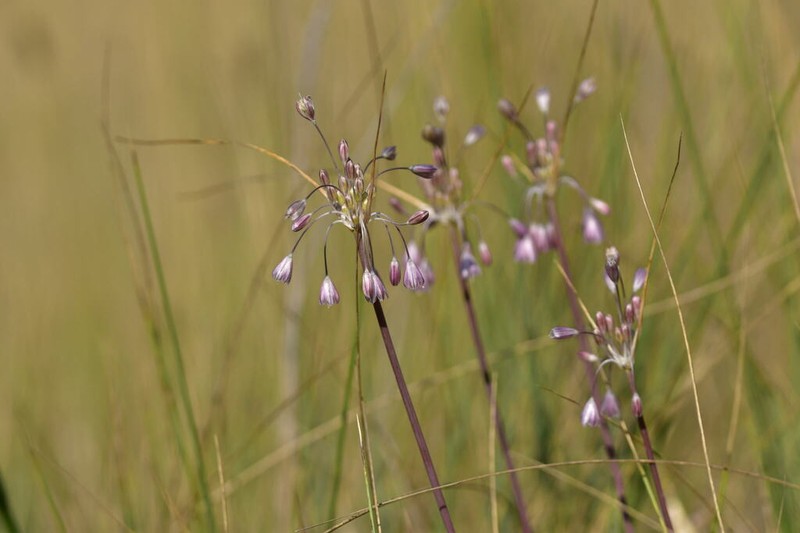 Allium telmatum photo 5