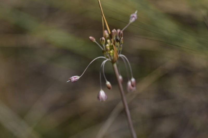 Allium telmatum photo 6