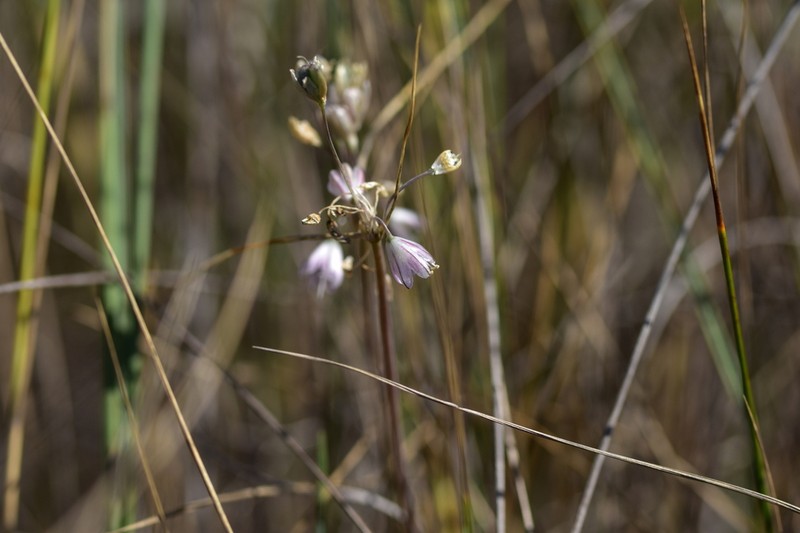 Allium telmatum photo 7
