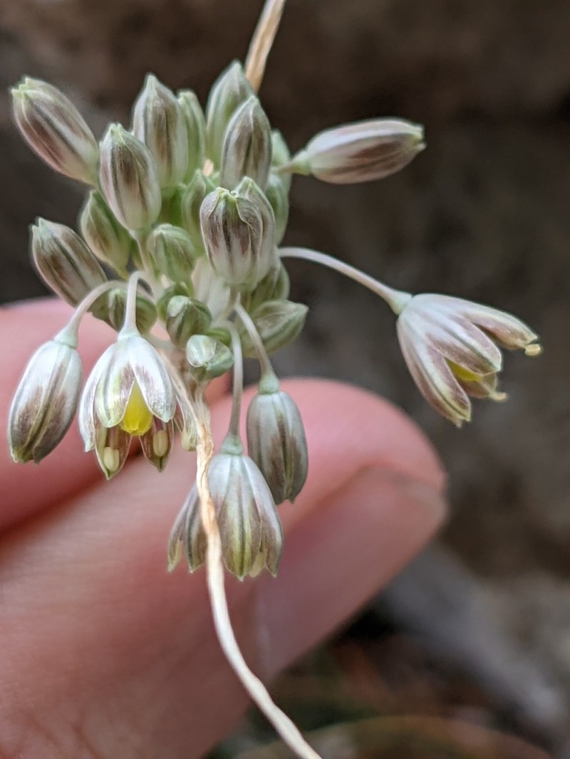 Allium tenuiflorum photo 2