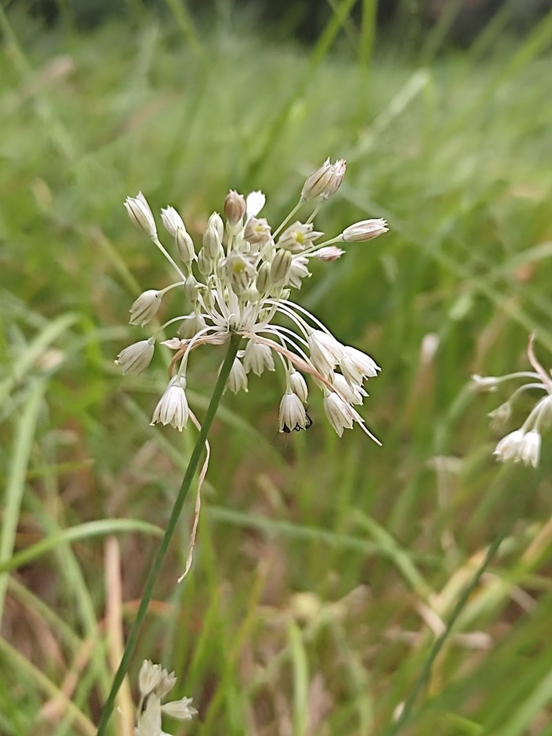 Allium tenuiflorum photo 3