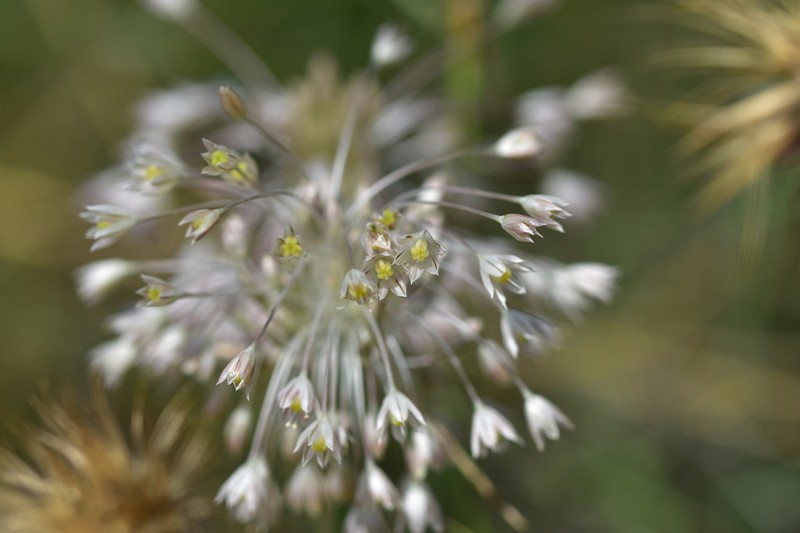 Allium tenuiflorum photo 4