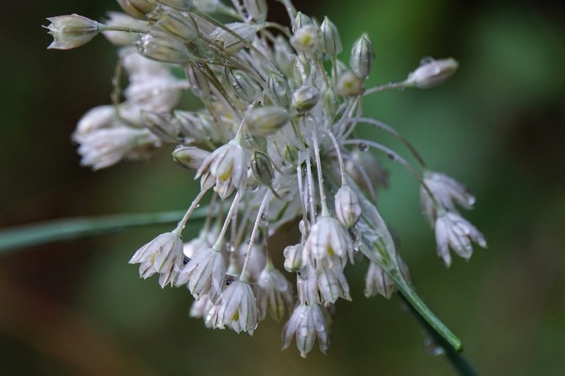 Allium tenuiflorum photo 5