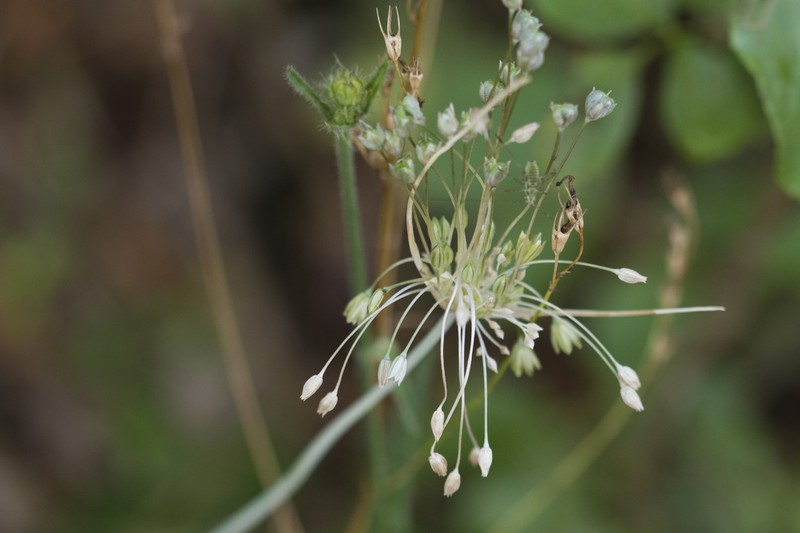 Allium tenuiflorum photo 6