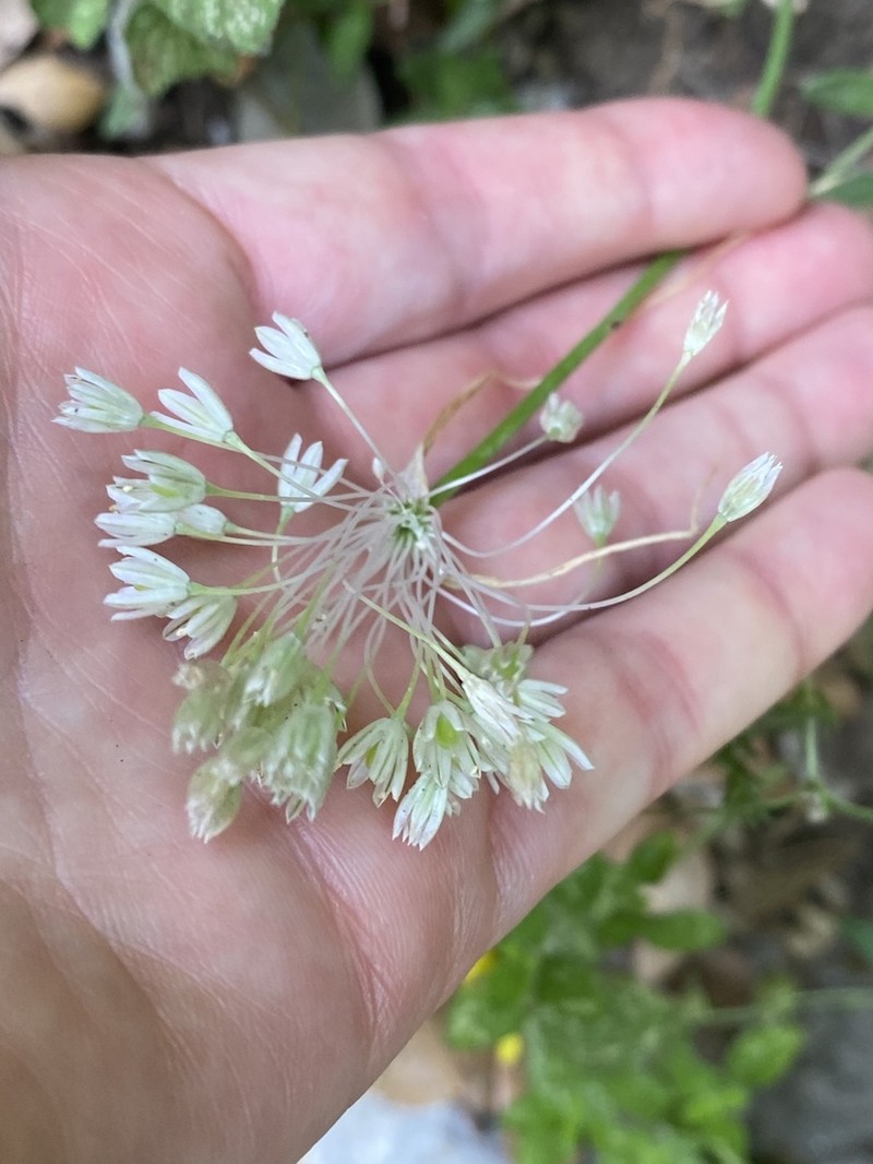 Allium tenuiflorum photo 7
