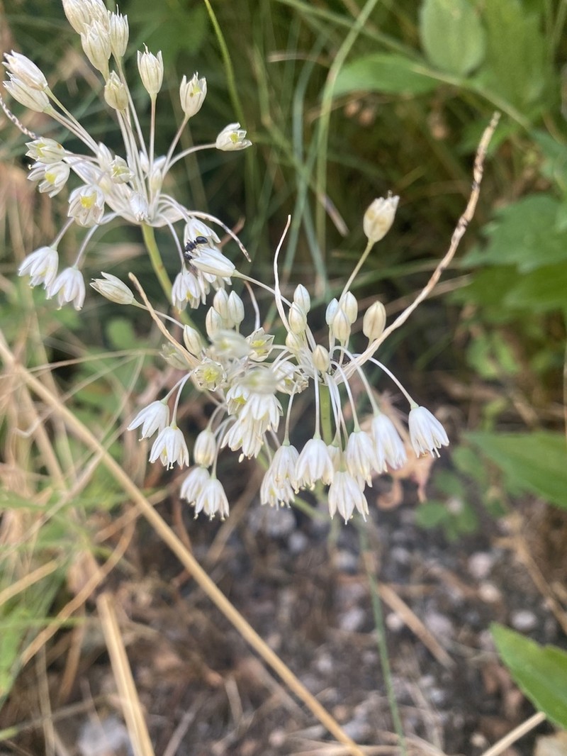 Allium tenuiflorum photo 8
