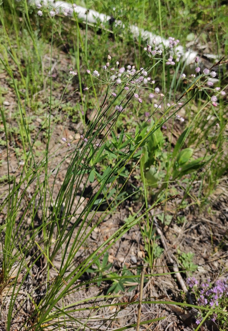 Allium tenuissimum