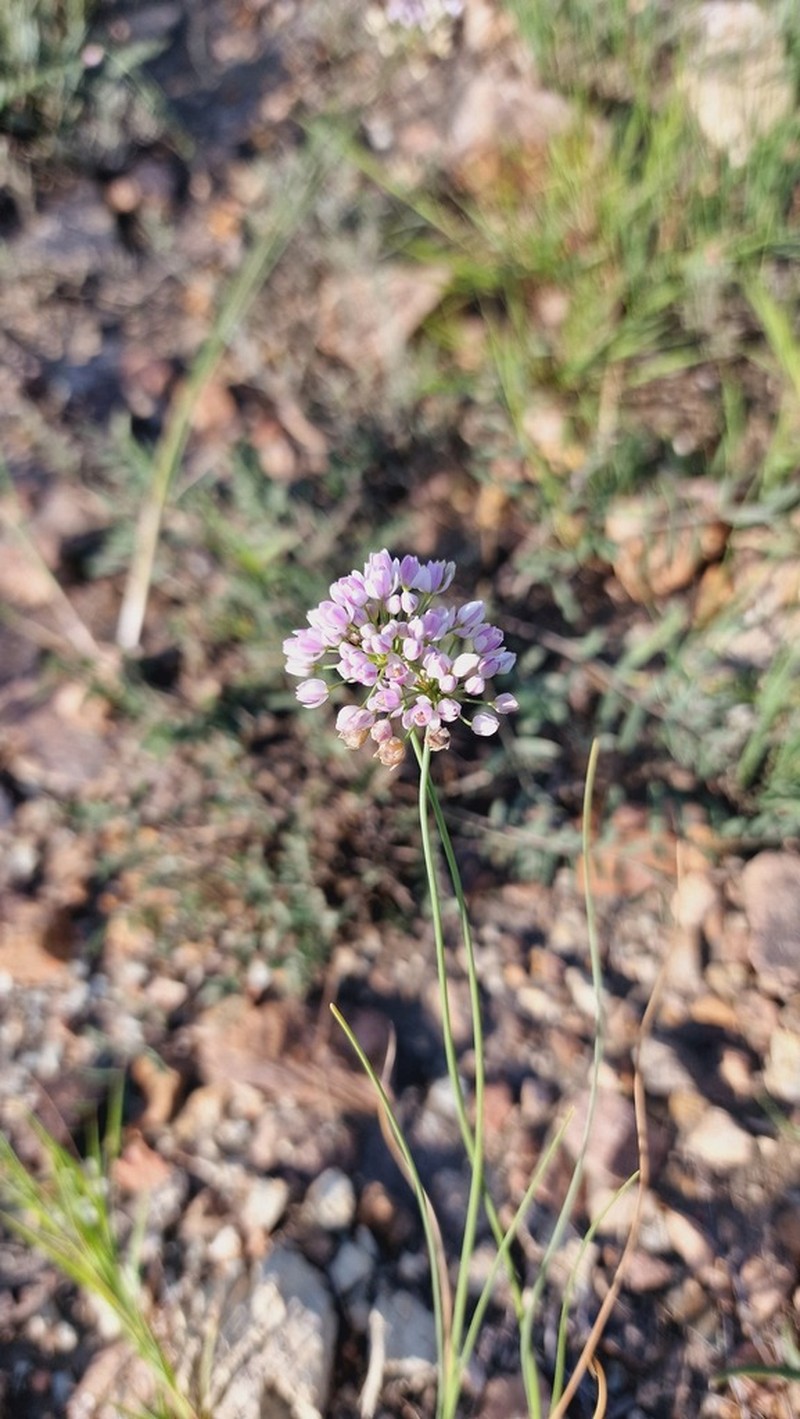 Allium tenuissimum photo 6