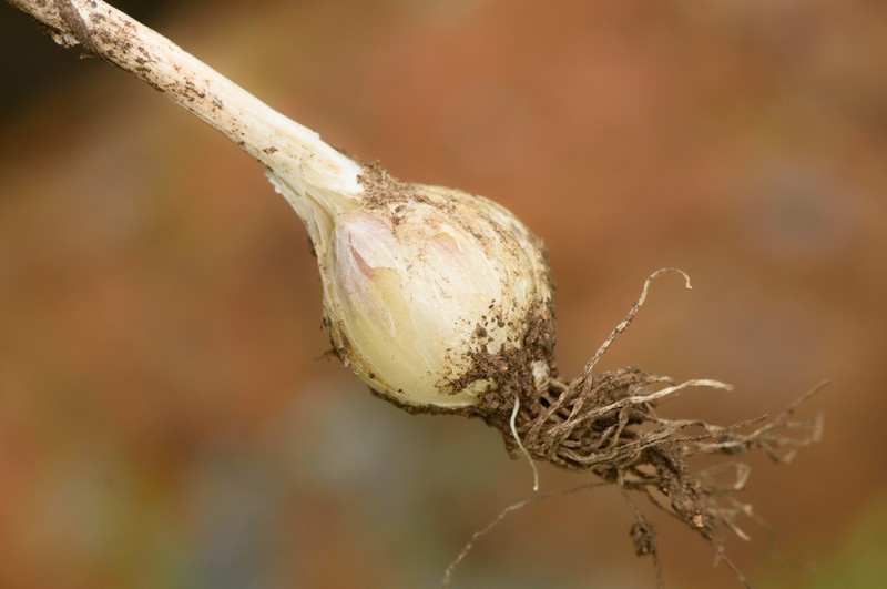 Allium texanum