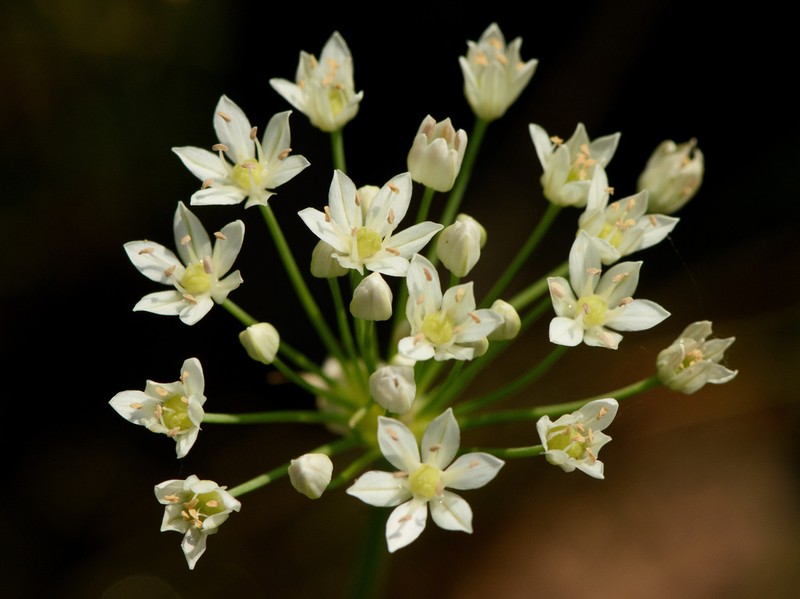 Allium texanum photo 2